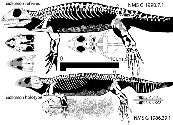 Eldeceeon holotype and referred specimens