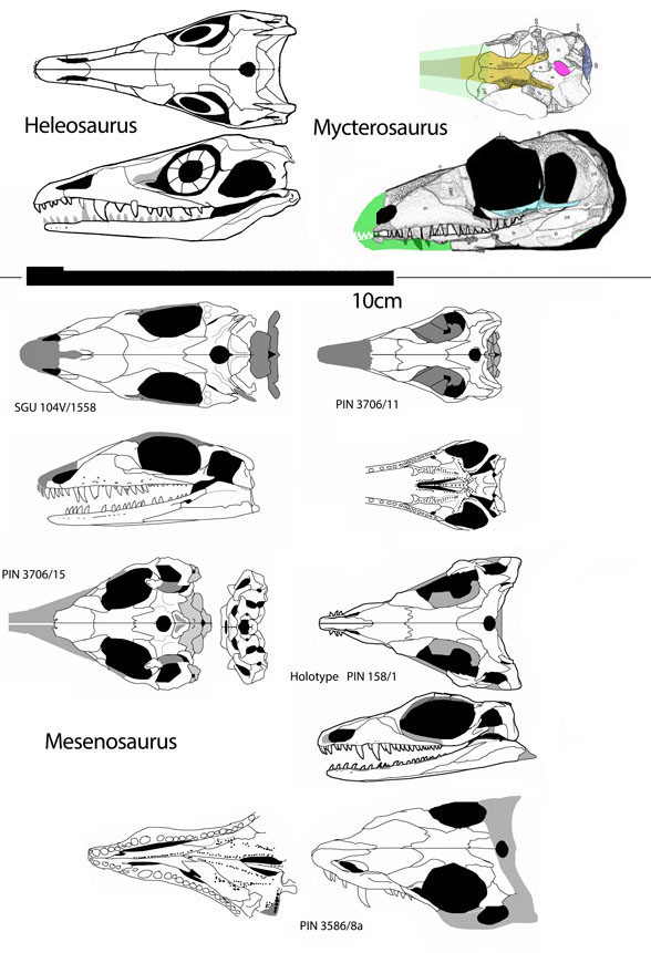 Mesenosaurus skulls