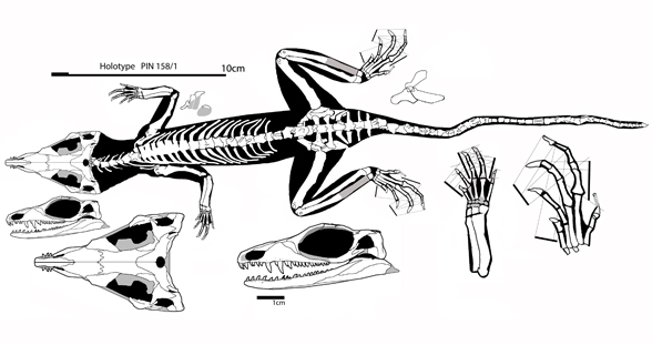 Mesenosaurus
