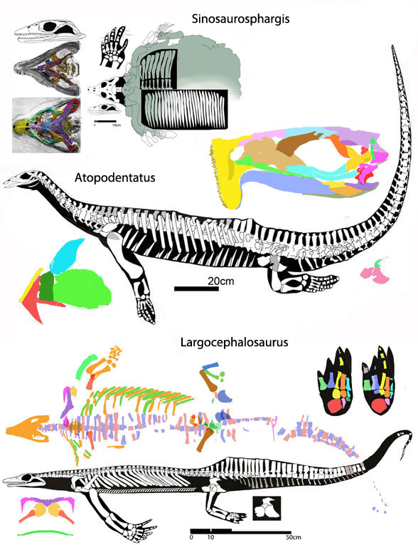 Sinosaurosphargis, Atopodentatus and Largocephalosaurus to scale