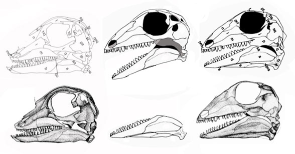 Araeoscelis skull