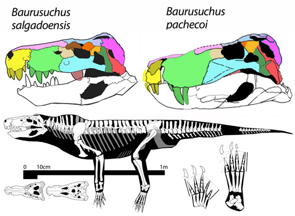 Baurusuchus