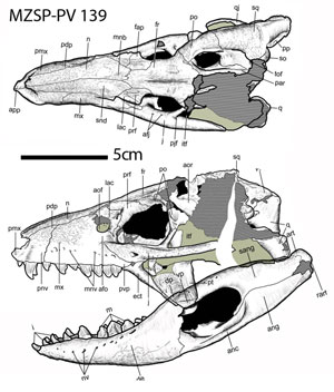 Caipirasuchus