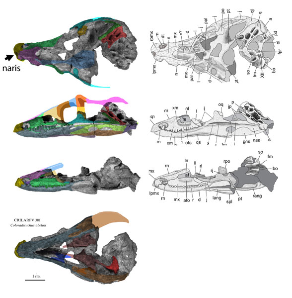 Coloradisuchus skull