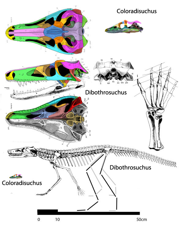 Dibothrosuchus