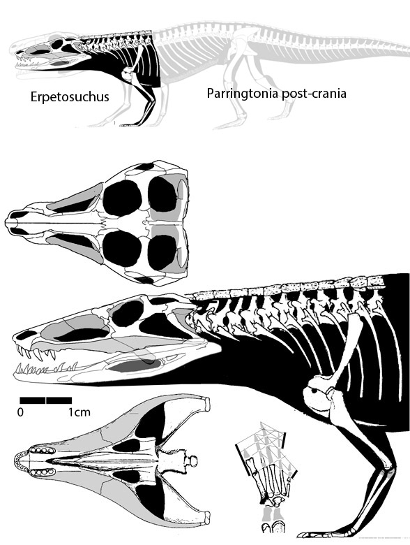 Erpetosuchus