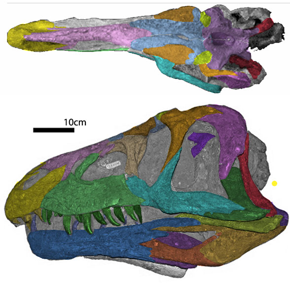Erythrosuchus skull