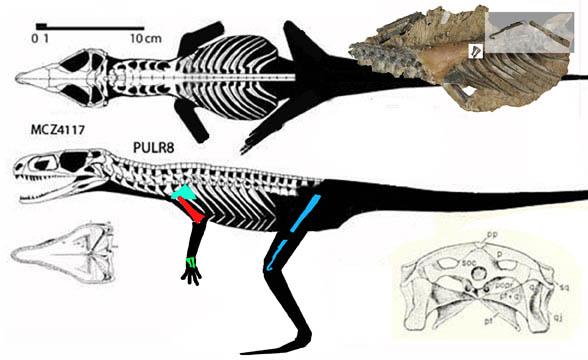 Gracilisuchus reconstructed