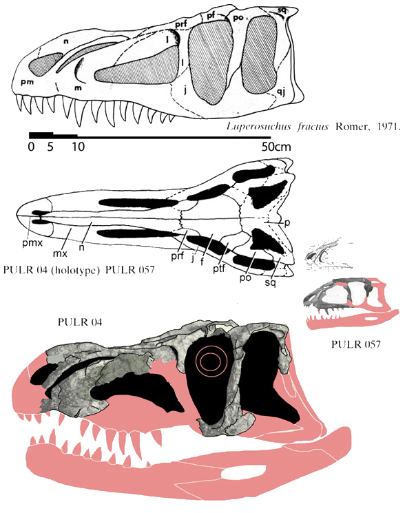 Luperosuchus