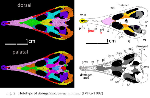 Mengshanosaurus CT scan
