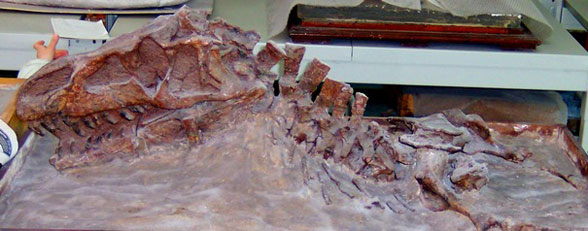 Youngosuchus sinensis in situ cast