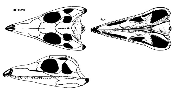 Youngina? Youngoides? UC1528