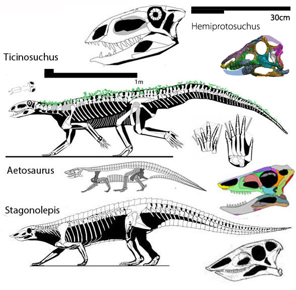 Aetosaurus, Stagonolepis and Ticinosuchus