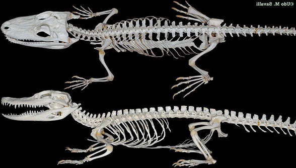 Alligator skeleton