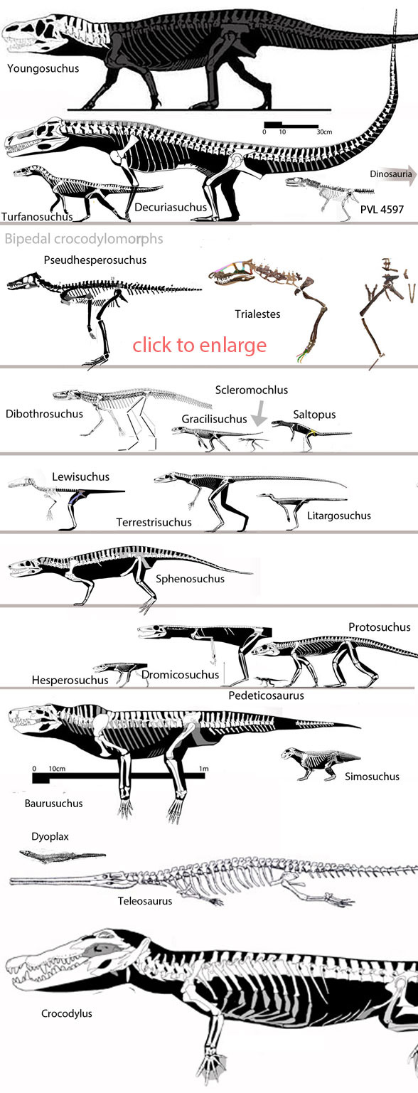 Basal crocodylomorphs