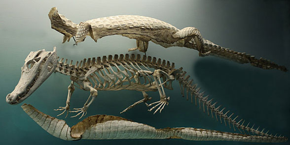 Caiman skeleton and armor