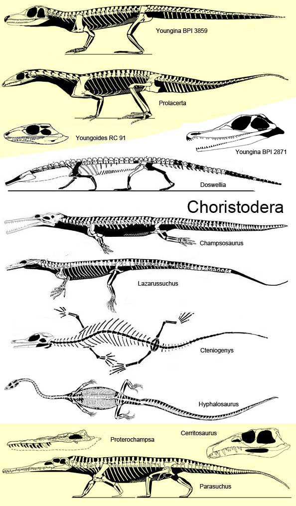 Choristodera