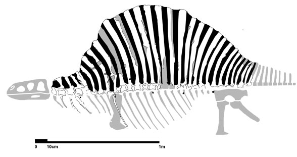 Ctenosauriscus