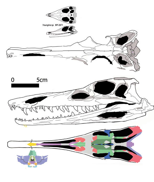 Diandongosuchus palate