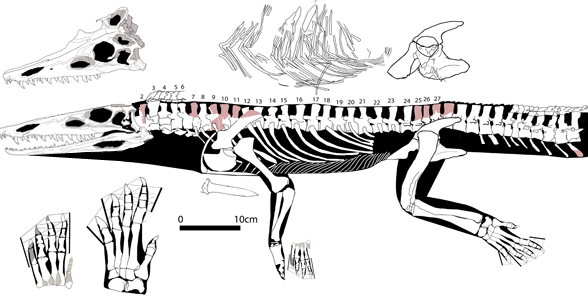 Diandongosuchus