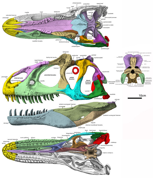 Allosaurus skull