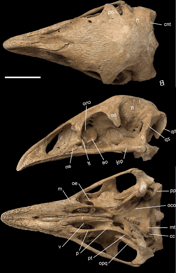 Anomalopteryx skull