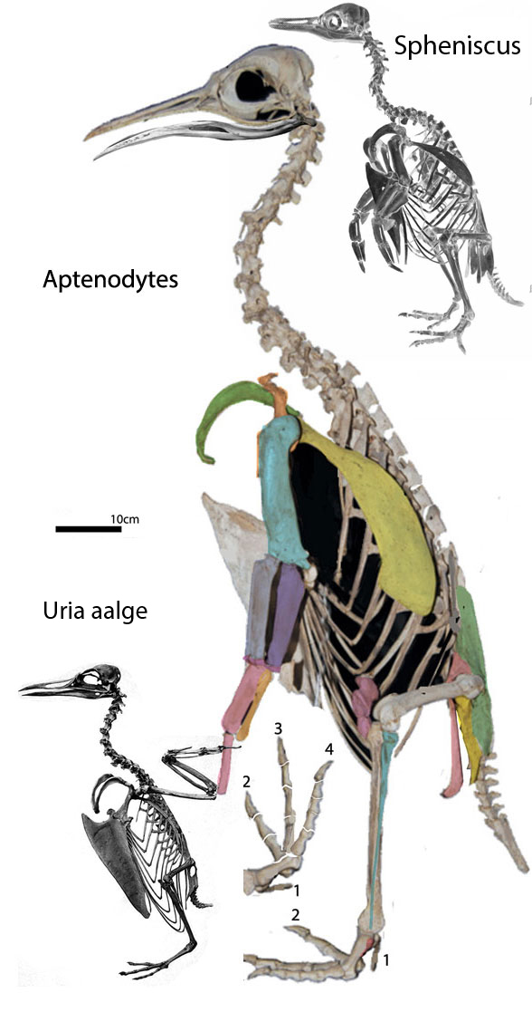 Aptenodytes