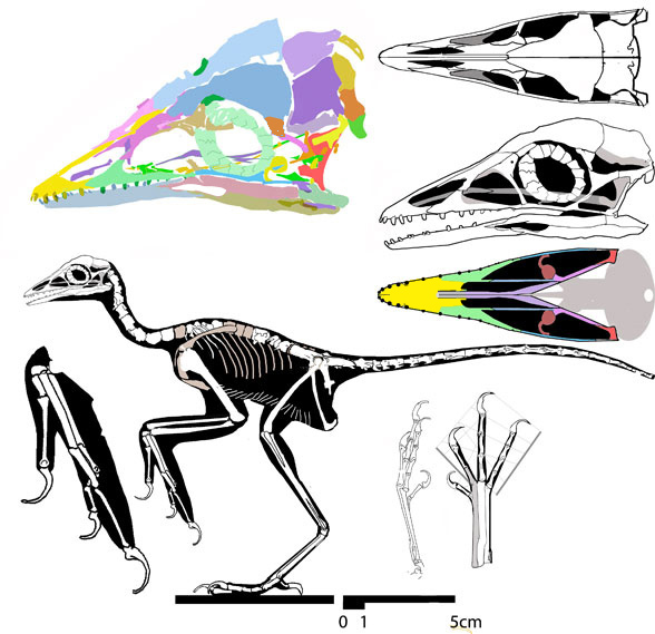 Archaeopteryx Jurapteryx recurva recon