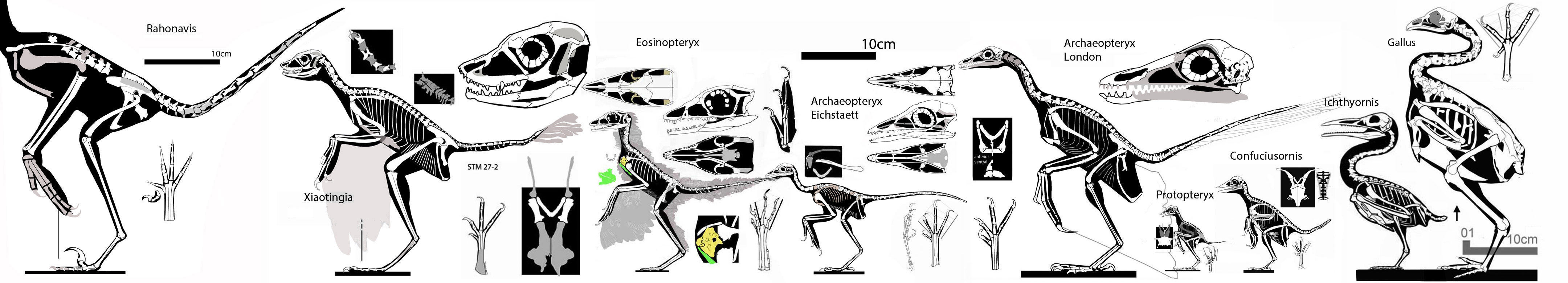 Archaeopteryx, Xiaotingia, Eosinopteryx, Protopteryx - stem birds