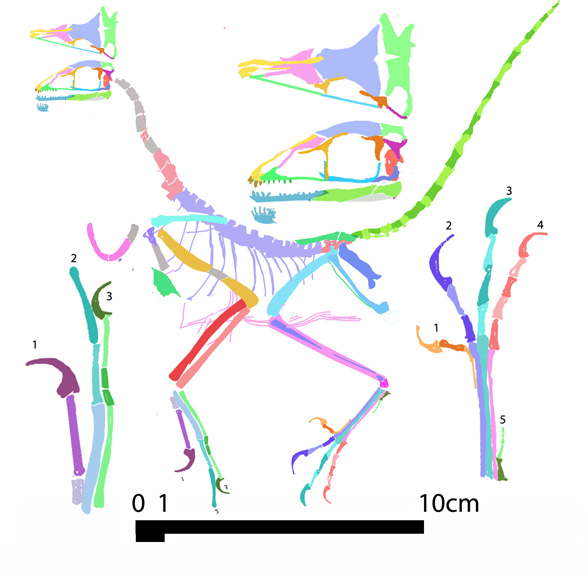 Archaeopteryx specimen #12
