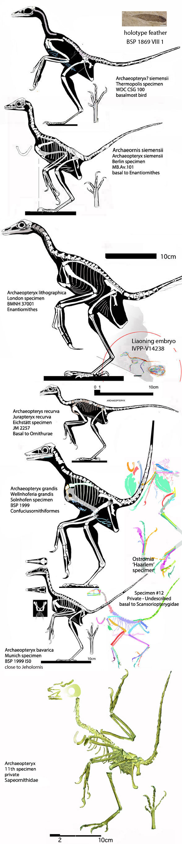 Archaeopteryx specimens