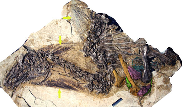 Beipiaosaurus skull, neck and feathers