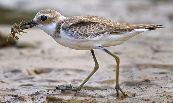 Charadrius Greater sand plover in vivo