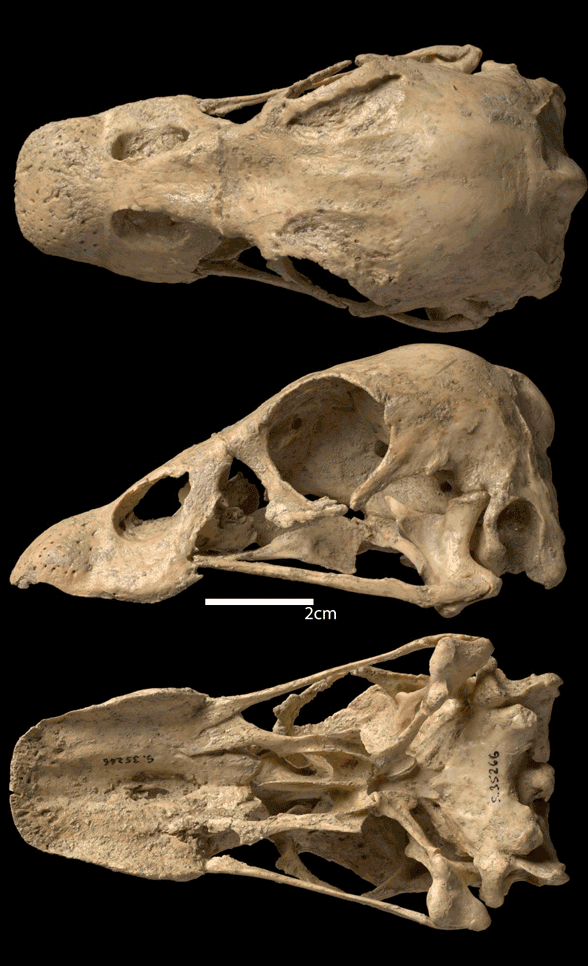 Cnemiornis skull
