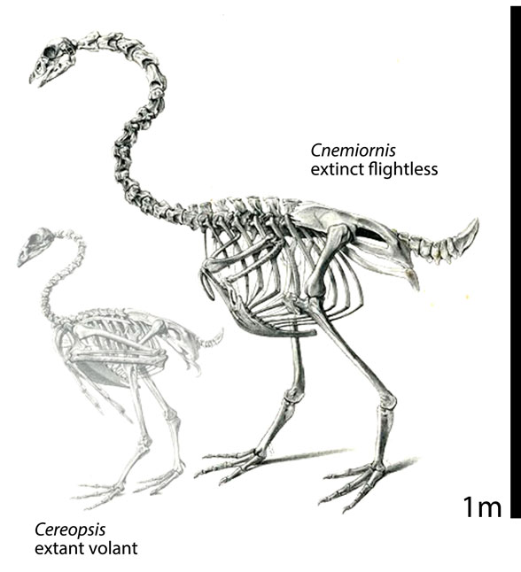 Cnemiornis skeleton
