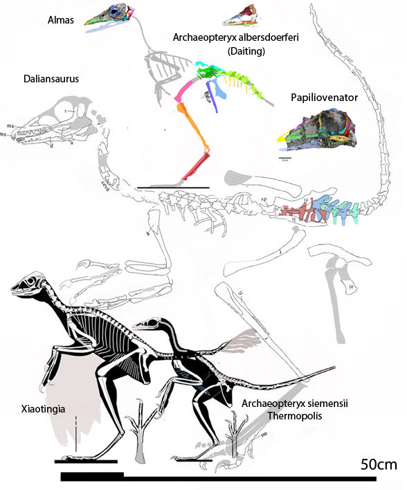 Daliansaurus