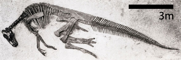 Edmontosaurus annectens in situ
