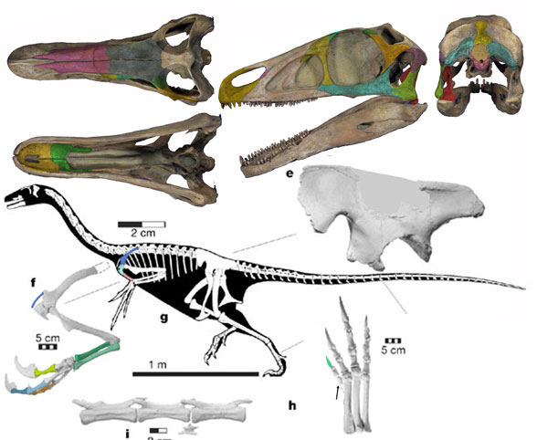 Falcarius