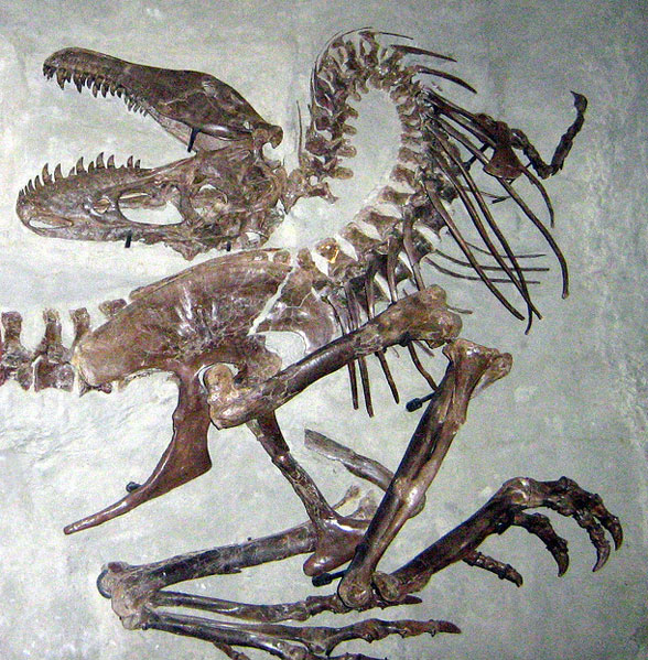 Gorgosaurus death pose