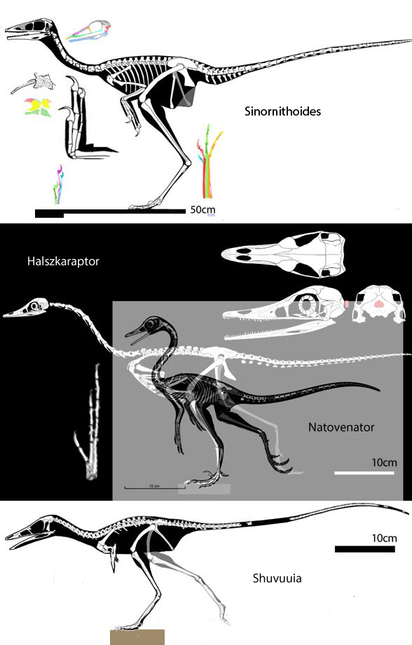 Halszkaraptor and Natovenator to scale