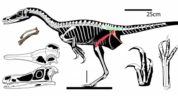Haplocheirus overall