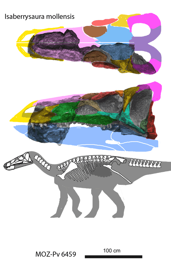 Isaberrysaurus
