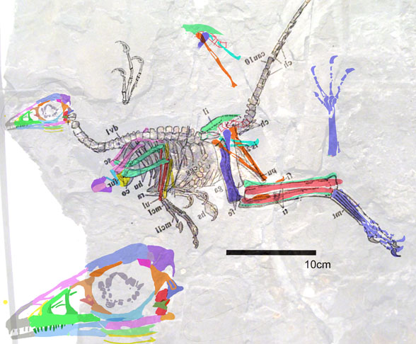 Jinfengopteryx