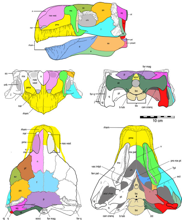 Kunbarra skull diagram