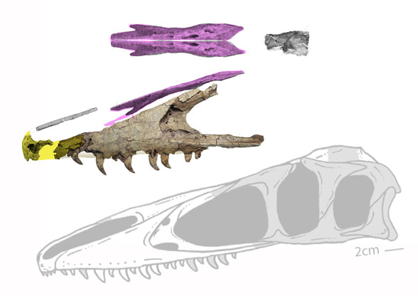 Megaraptor skull
