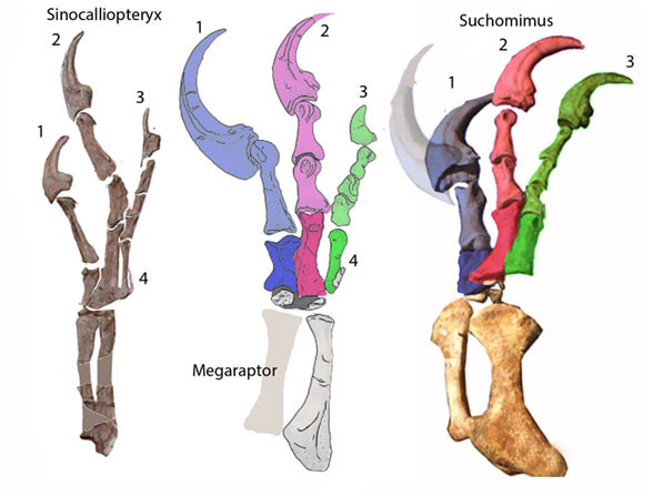 Megaraptor manus compared to Sinocalliopteryx and Suchomimus