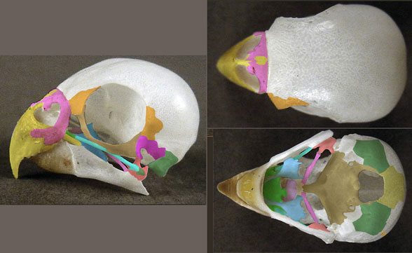 Melopsittacus skull