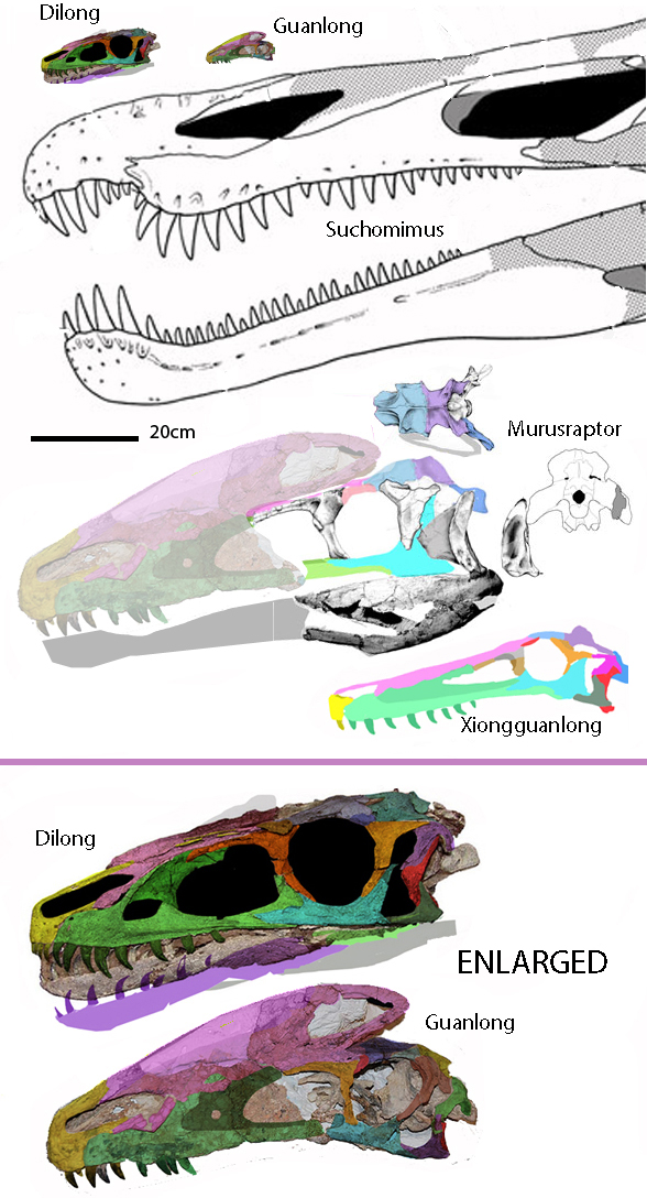 Murusraptor skull