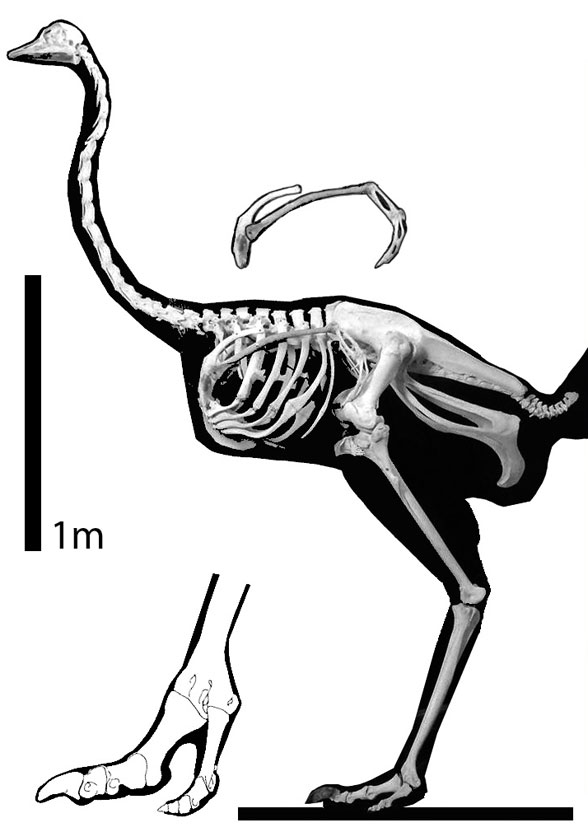 Struthio camelus - Ostrich skeleton