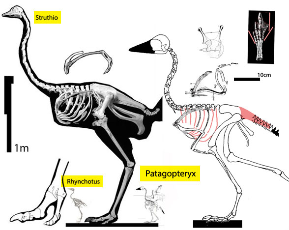 Patagopteryx Struthio skeletons